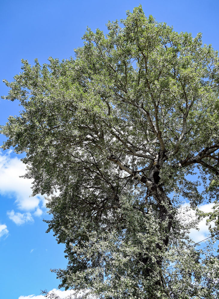 Изображение особи Populus alba.