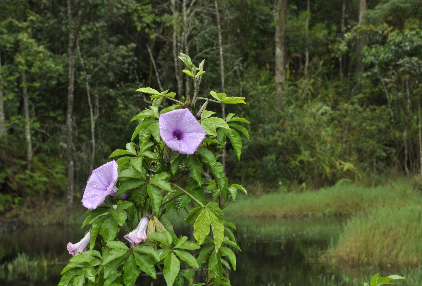 Изображение особи Ipomoea cairica.