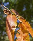 Zelkova serrata. Верхушка плодоносящей веточки с листями в осенней окраске ('Green Vase'). Испания, автономное сообщество Каталония, провинция Жирона, комарка Баш-Эмпорда, муниципалитет Палафружель, ботанический сад \"Кап-Роч\". 27.10.2024.