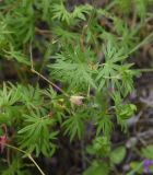 Geranium sanguineum. Листья. Чечня, Шаройский р-н, долина р. Цесиахк в 1,1 км выше водопада Цеси, луг. 27 июня 2024 г.