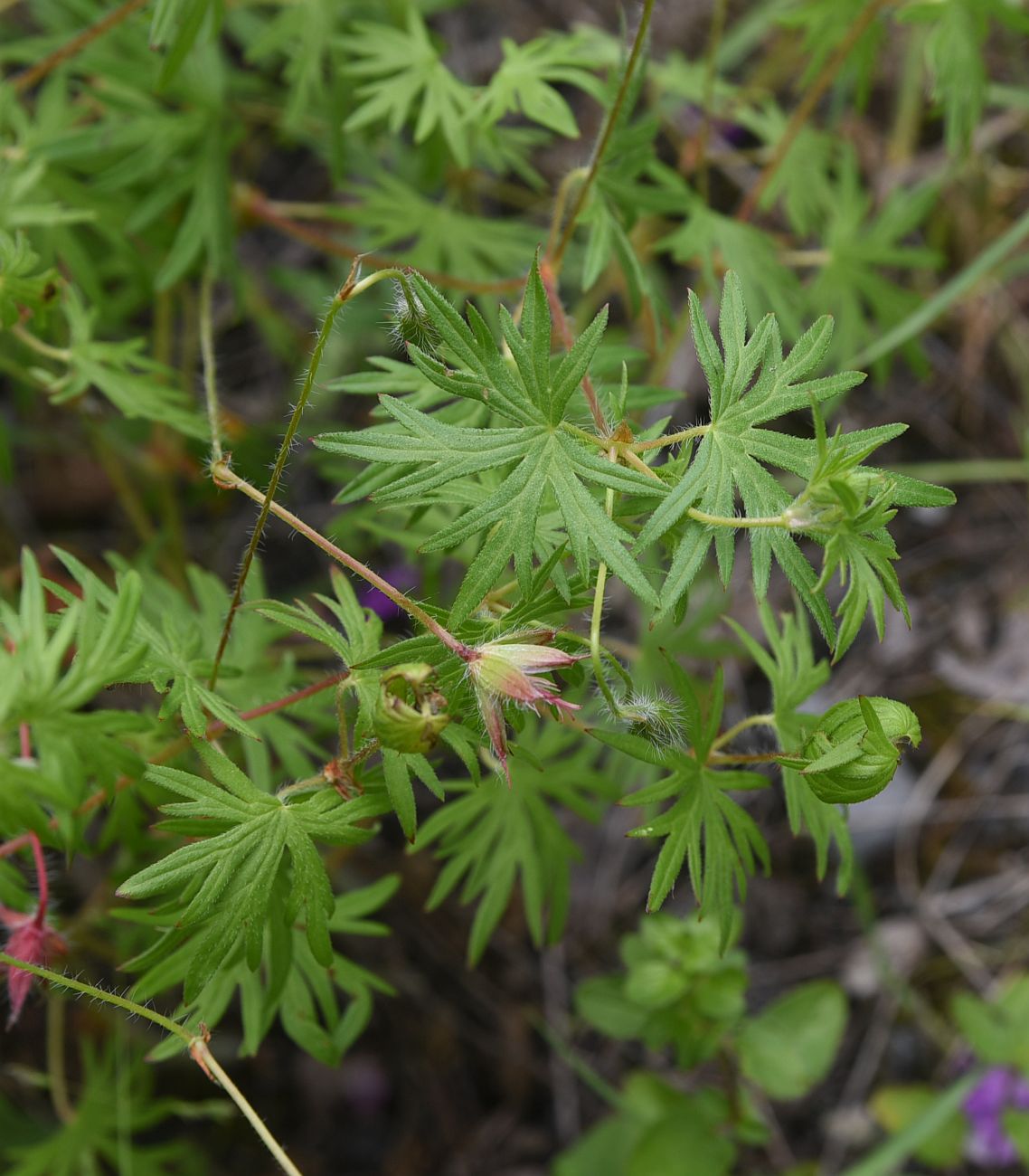 Изображение особи Geranium sanguineum.