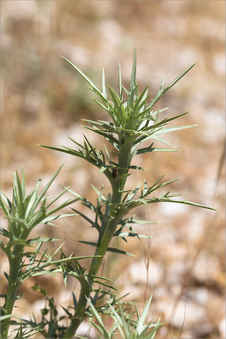 Изображение особи семейство Asteraceae.