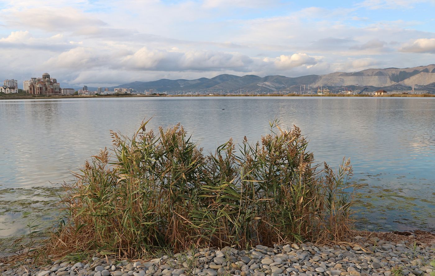 Image of Phragmites australis specimen.