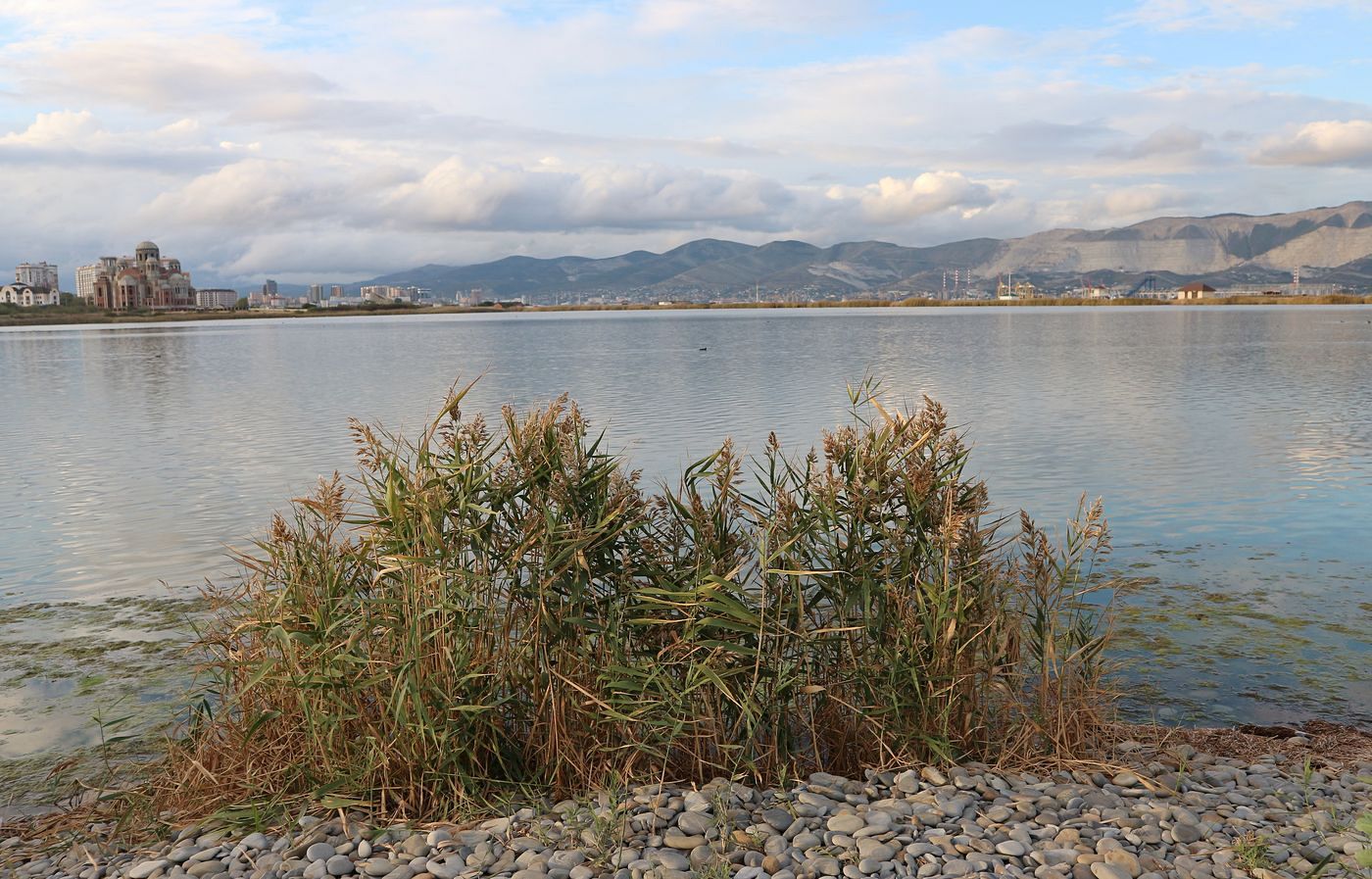 Изображение особи Phragmites australis.