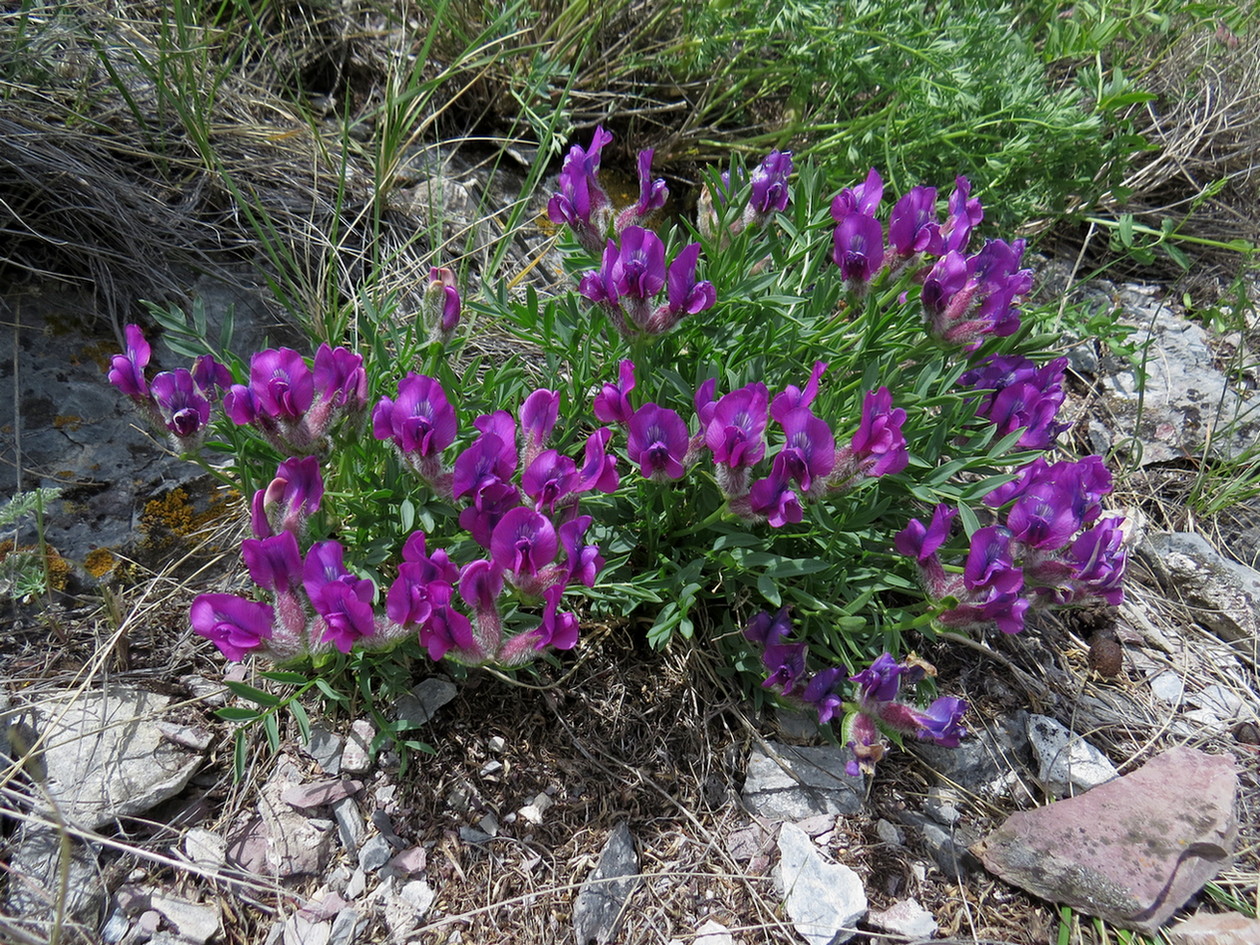 Изображение особи Oxytropis nuda.