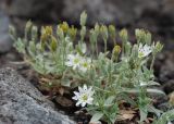 Stellaria eschscholtziana. Верхушки побегов с цветками и завязями в каплях тумана. Камчатский край, Елизовский р-н, природный парк \"Вулканы Камчатки\", южный участок, кластер \"Налычевский\", памятник природы экструзия «Верблюд». 11.08.2024.