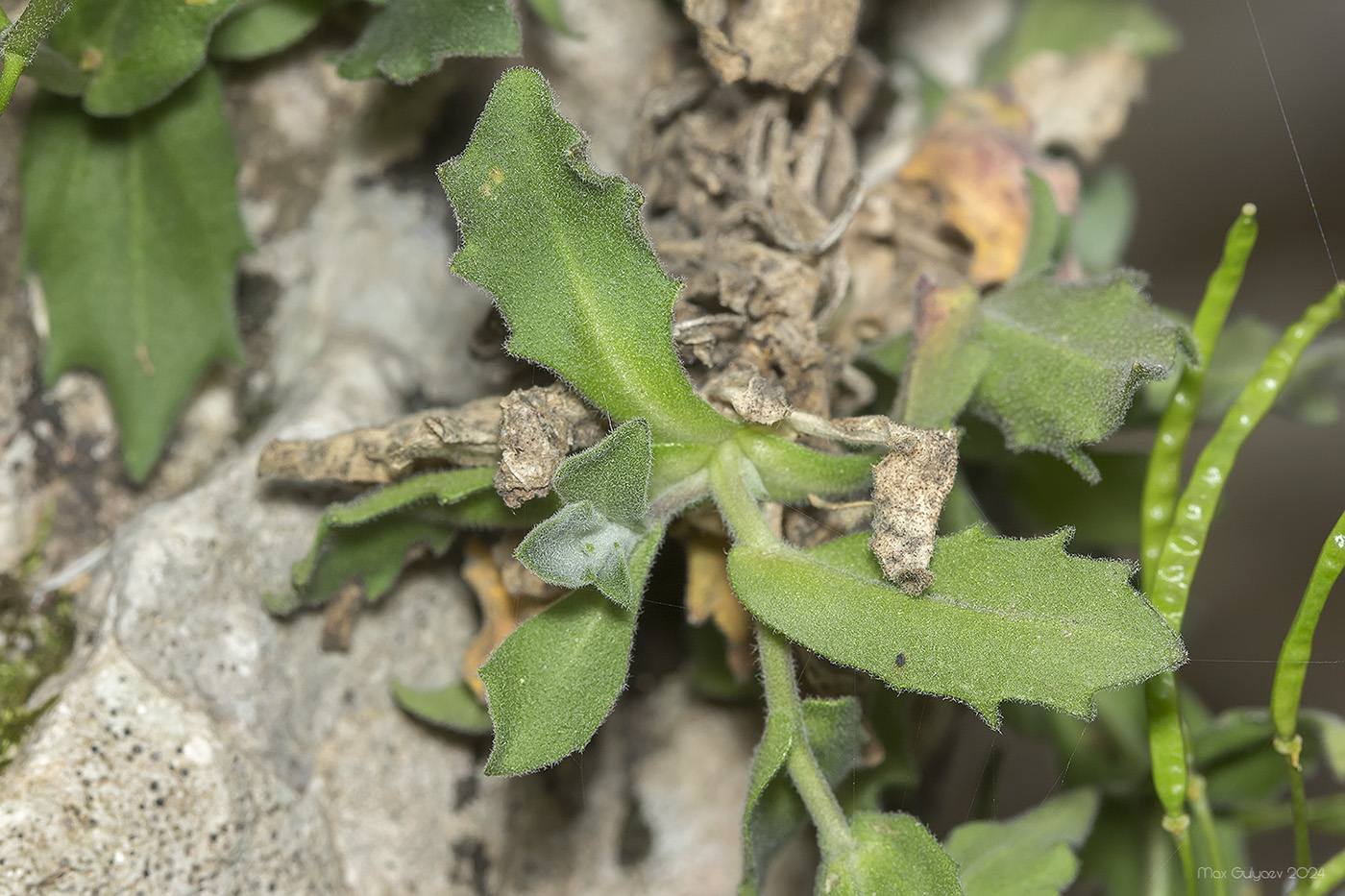 Изображение особи Arabis caucasica.