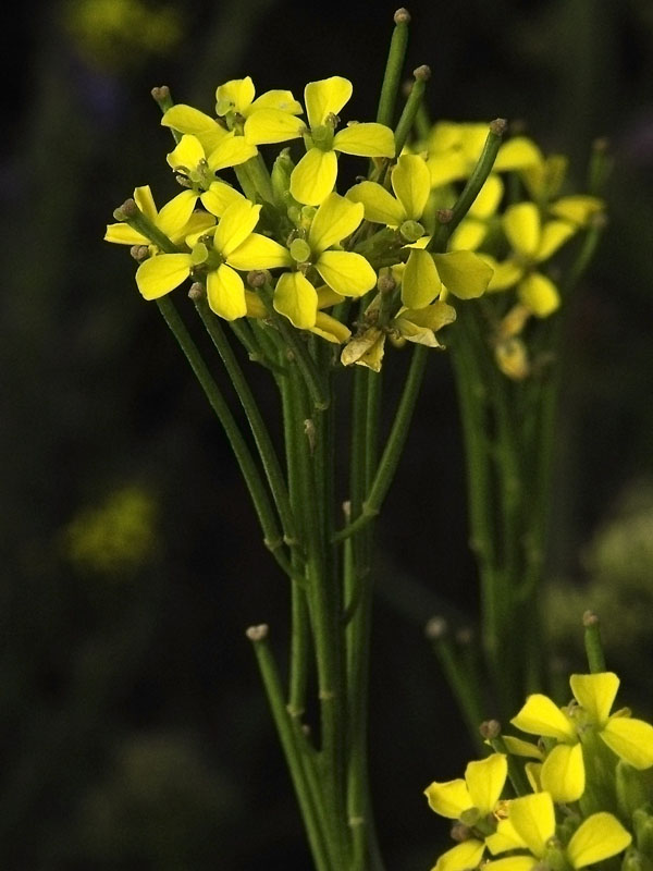 Image of Erysimum hieraciifolium specimen.