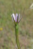 Смотреть изображение Geropogon hybridus