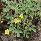 Смотреть изображение Potentilla incana