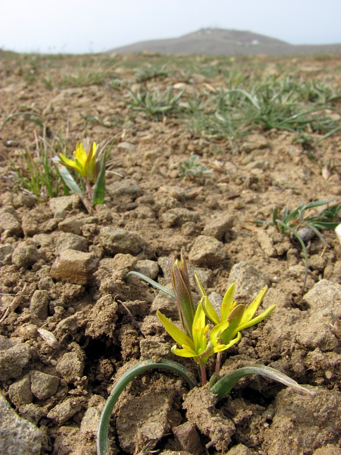 Image of Gagea artemczukii specimen.