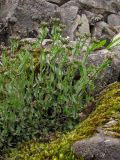 Noccaea praecox. Зацветающие растения. Южный Берег Крыма, гора Аю-Даг. 19 апреля 2011 г.
