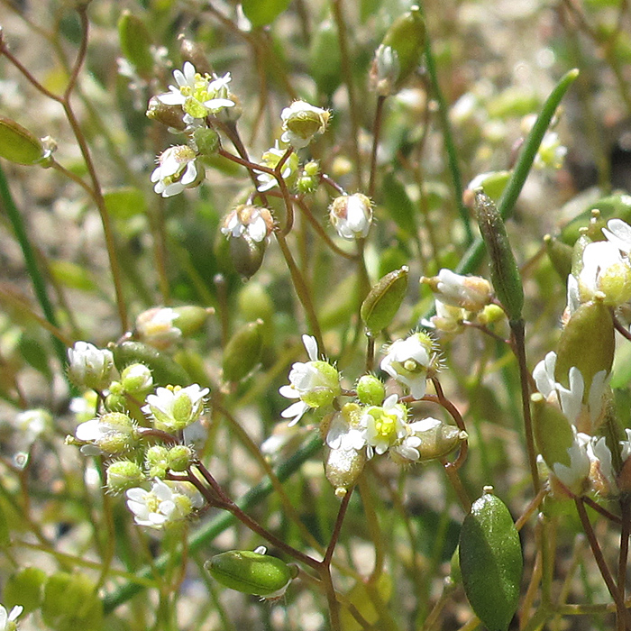 Изображение особи Erophila verna.