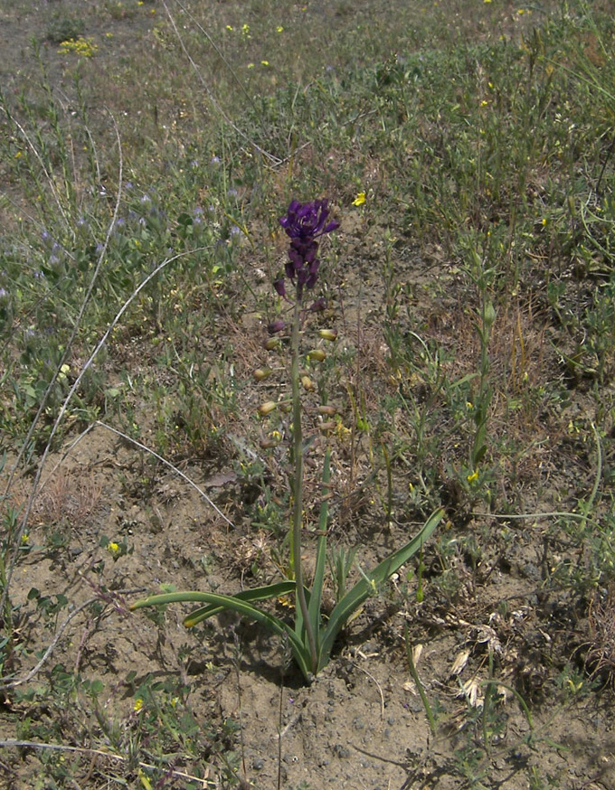 Image of Leopoldia caucasica specimen.