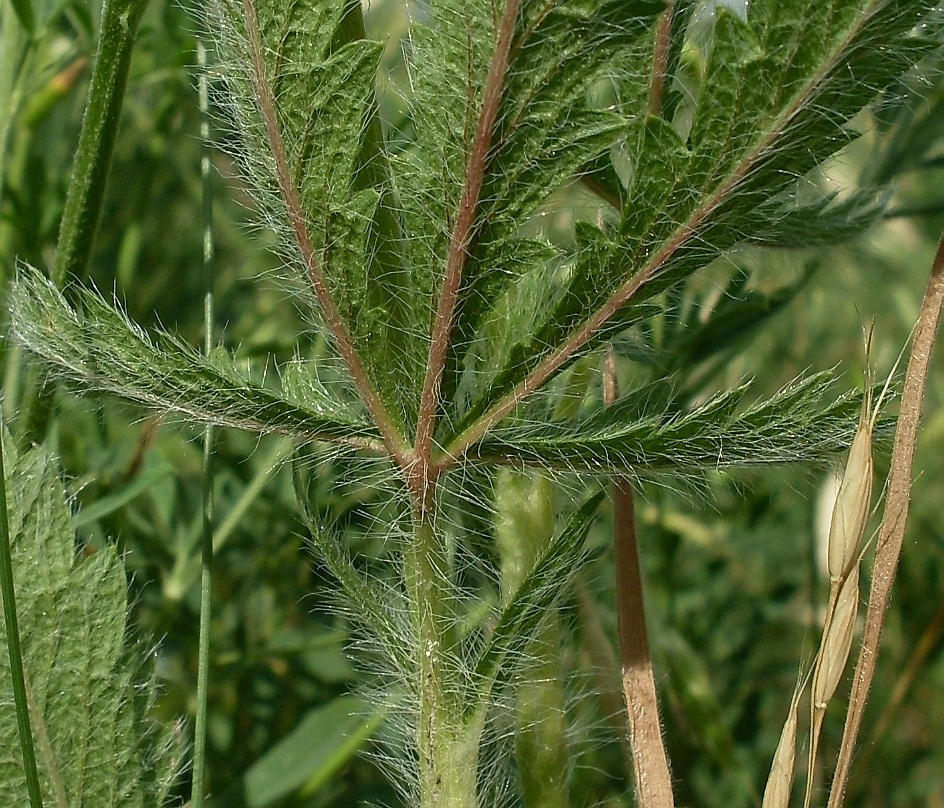 Изображение особи Potentilla obscura.