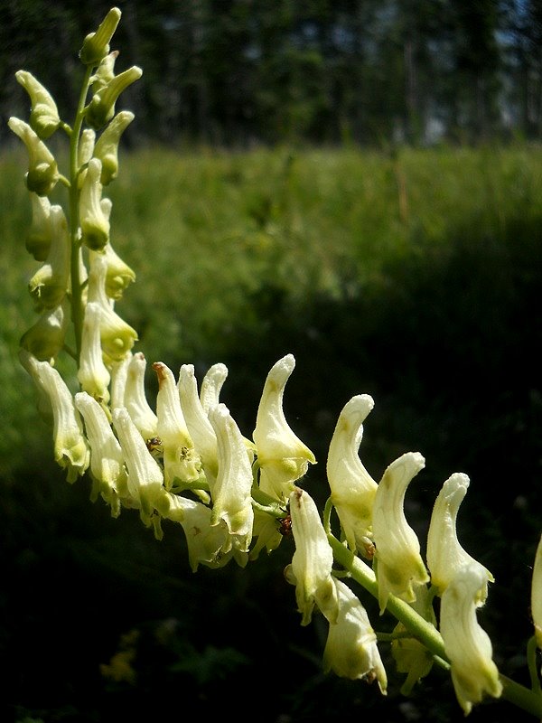 Изображение особи Aconitum barbatum.