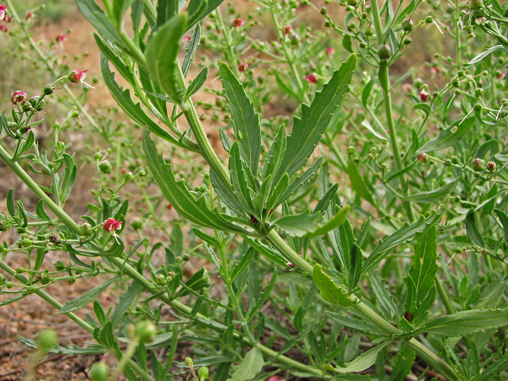 Изображение особи Scrophularia granitica.