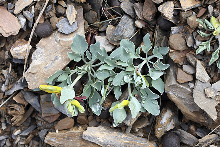 Image of Corydalis sewerzowii specimen.