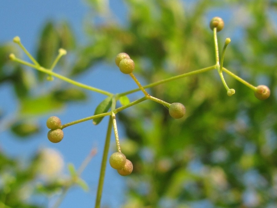 Image of Galium palustre specimen.