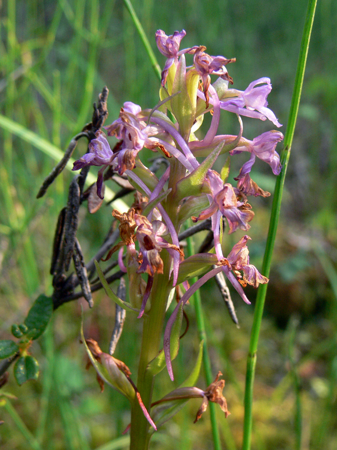 Image of Gymnadenia conopsea specimen.