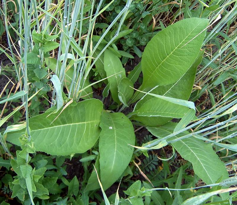 Image of Inula helenium specimen.