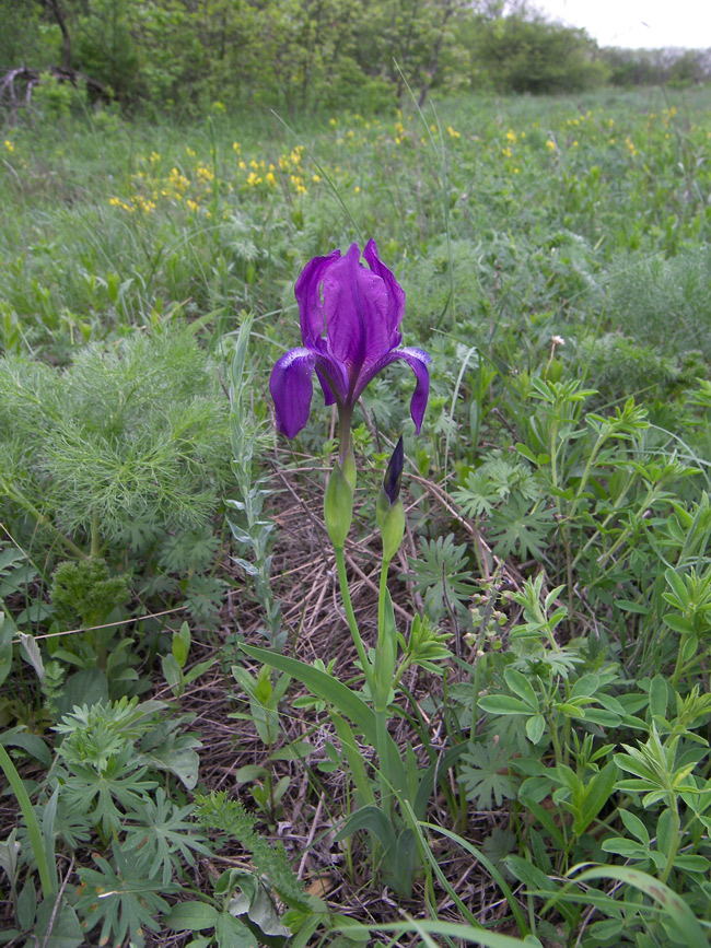 Image of Iris aphylla specimen.