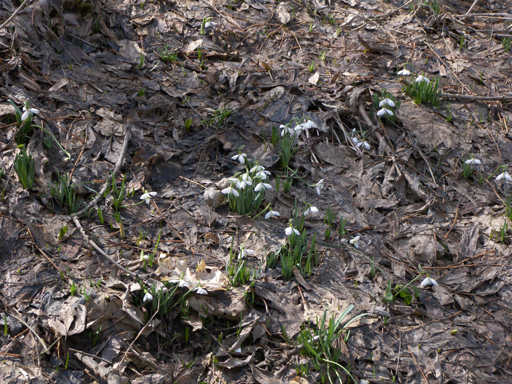 Image of Galanthus angustifolius specimen.