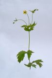 Geum urbanum