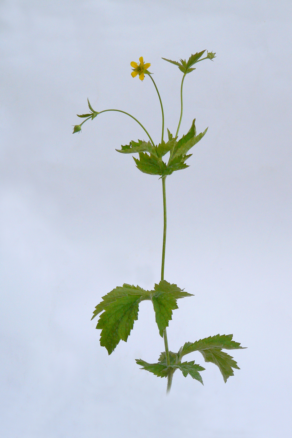 Image of Geum urbanum specimen.