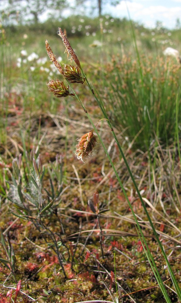 Image of Carex limosa specimen.