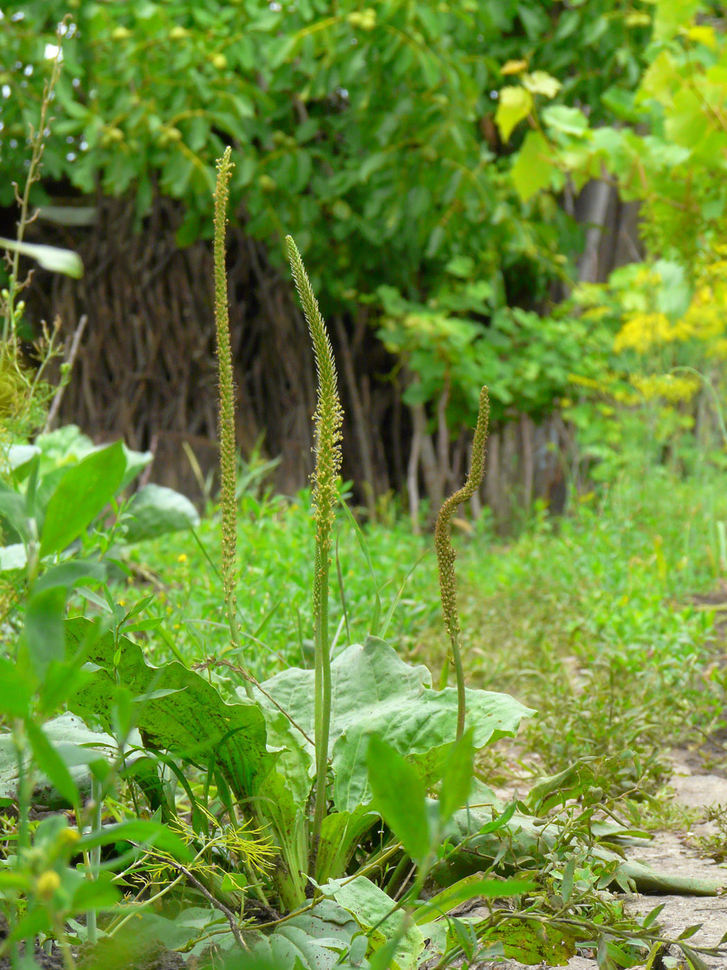 Image of Plantago major specimen.