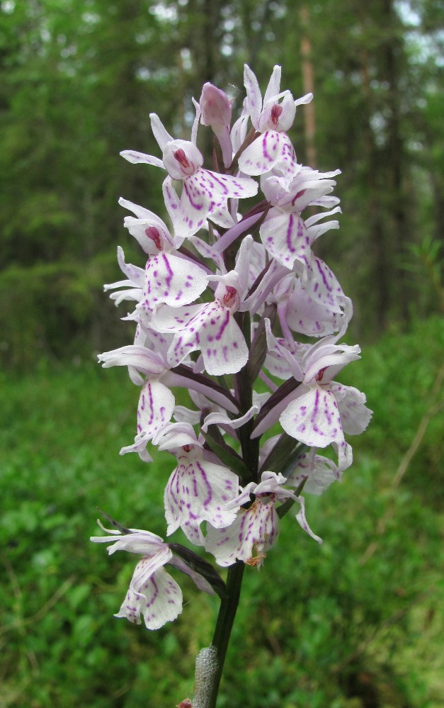 Image of Dactylorhiza maculata specimen.