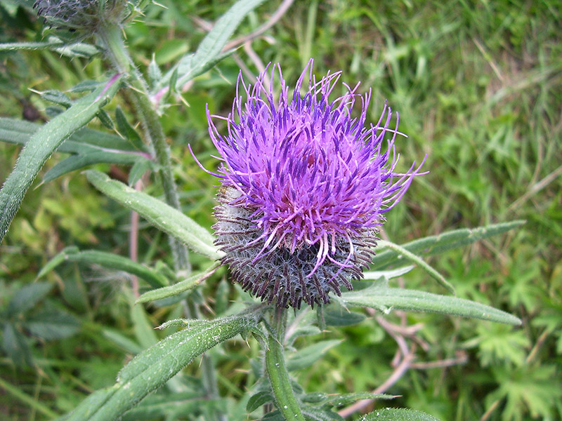 Image of Cirsium polonicum specimen.