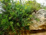 Ruta chalepensis. Цветущее растение на обочине лесной дороги. Израиль, горный массив Кармель, восточная часть. 05.04.2011.
