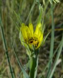 Tragopogon dubius subspecies major. Соцветие. Украина, Донецкая обл., Артёмовский р-н, окр. с. Дроновка. 13.05.2012.