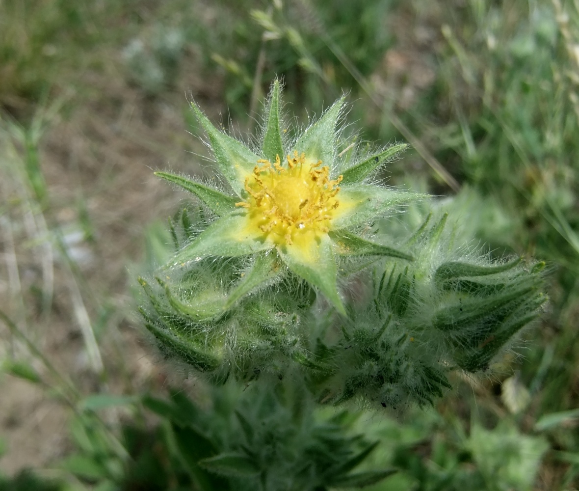 Изображение особи Potentilla callieri.