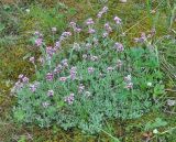 Antennaria dioica. Цветущие растения. Карелия, Ладожское озеро, остров Валаам. 19.06.2012.