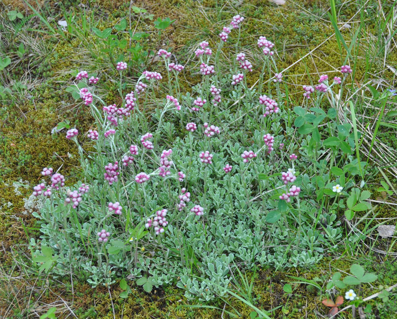 Image of Antennaria dioica specimen.