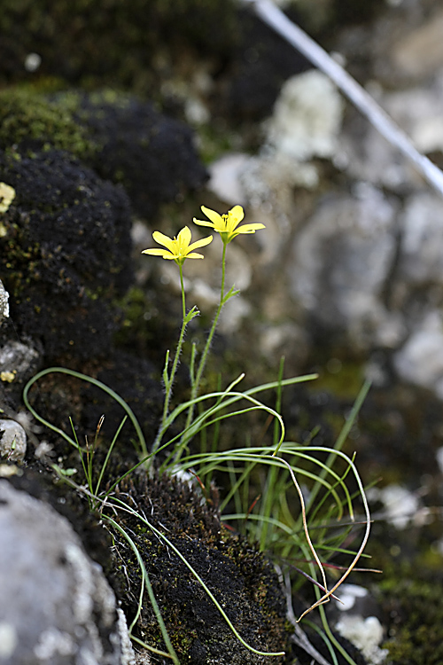 Image of genus Gagea specimen.