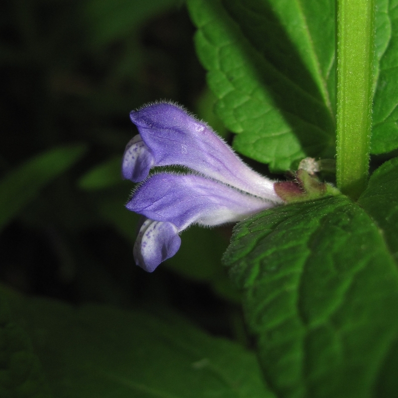 Image of Scutellaria galericulata specimen.