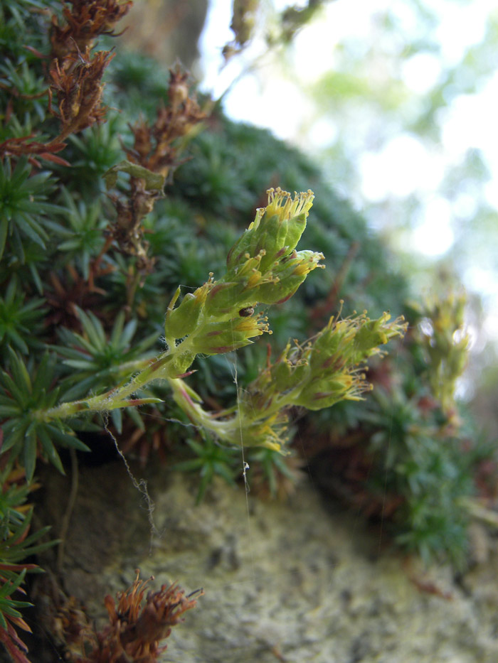 Image of Saxifraga juniperifolia specimen.