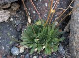 Draba siliquosa