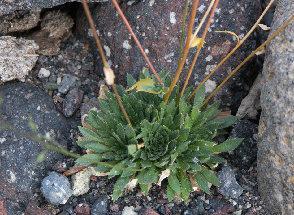 Image of Draba siliquosa specimen.