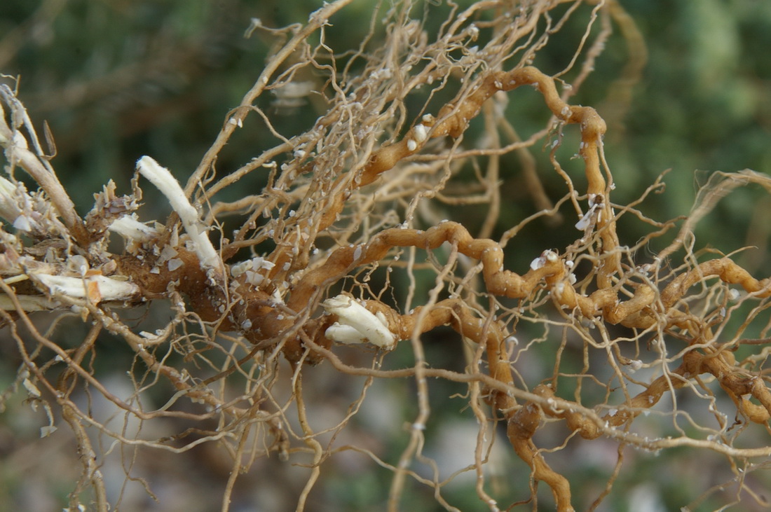 Image of Artemisia santonicum specimen.