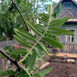 Sorbus sibirica. Лист. Свердловская обл., окр. г. Североуральск, дачный участок. 27.05.2012.