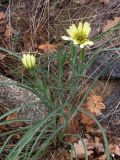 Tragopogon dubius. Цветущее растение. Южный Берег Крыма, гора Аю-Даг. 29 апреля 2009 г.