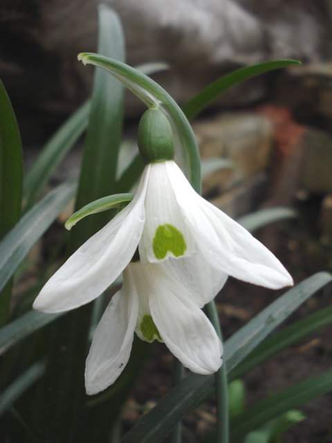 Image of Galanthus cilicicus specimen.