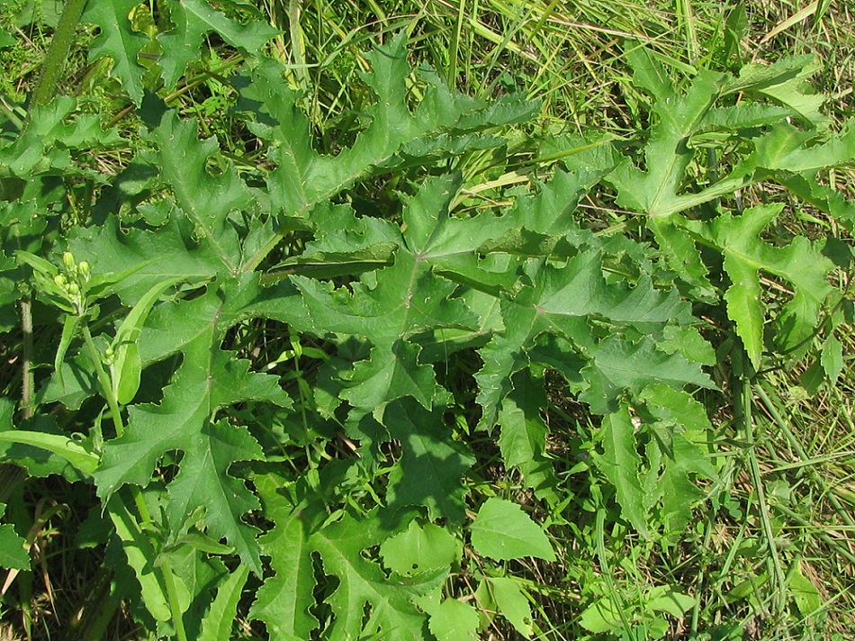 Изображение особи Heracleum sibiricum.