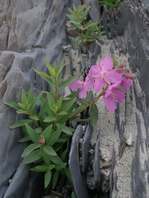 Image of Chamaenerion latifolium specimen.