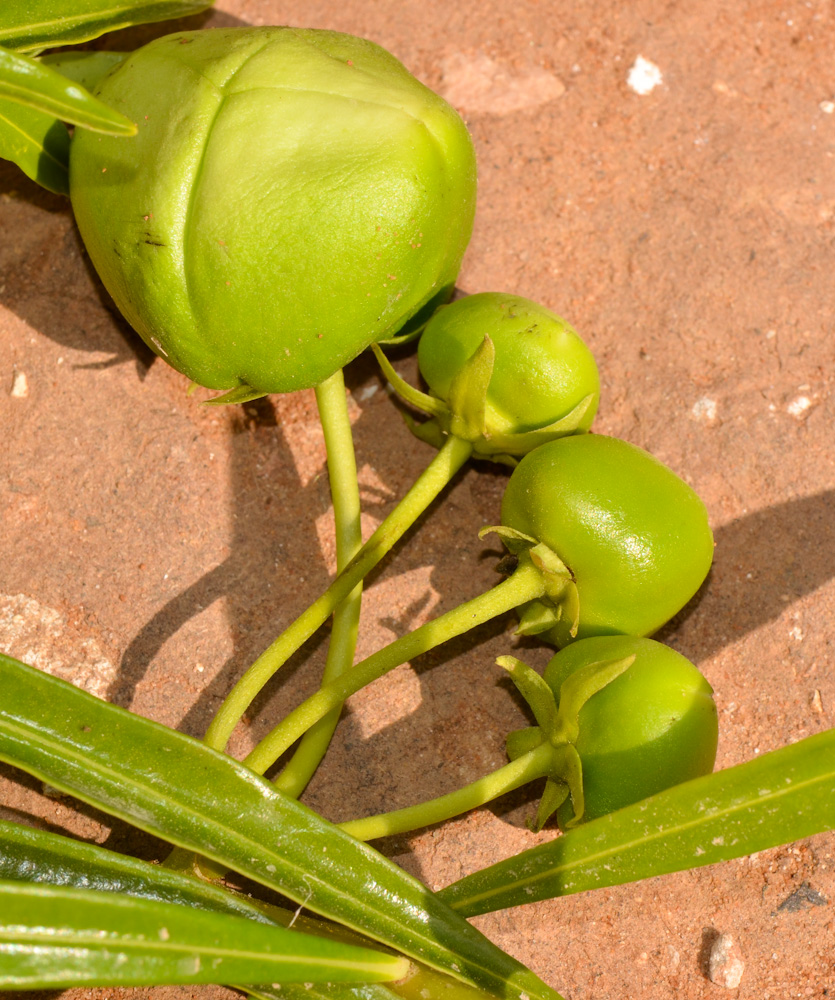 Image of Thevetia peruviana specimen.